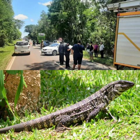 Quisieron esquivar un lagarto, choque en cadena