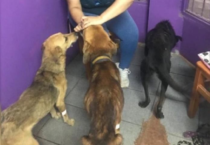 Allanaron una vivienda por maltrato animal y por presunta práctica de magia negra