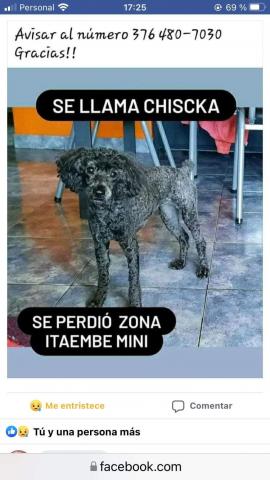 Les entraron a robar: se llevaron hasta el perro
