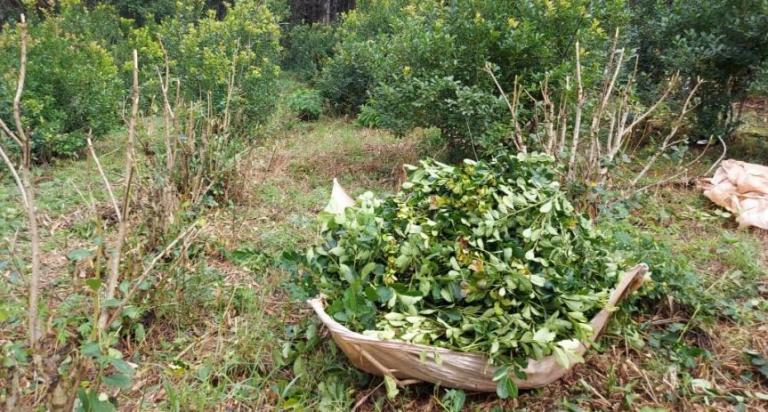 Tres hombres robaron yerba canchada de un depósito