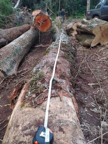 Depredación del monte en Misiones