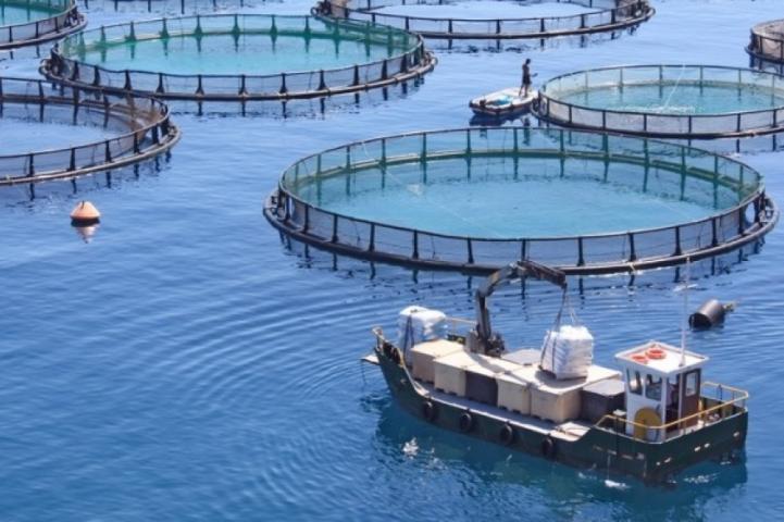 Argentina se convirtió en el primer país del mundo en prohibir la cría de salmones